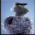 vicodin451's Avatar