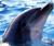funwithdolphin's Avatar