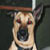 souldog's Avatar