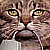 muscicapa's Avatar