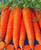 veggieCoder's Avatar